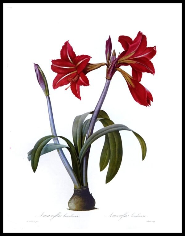 ALP F12116 Flowers (Antique Prints)